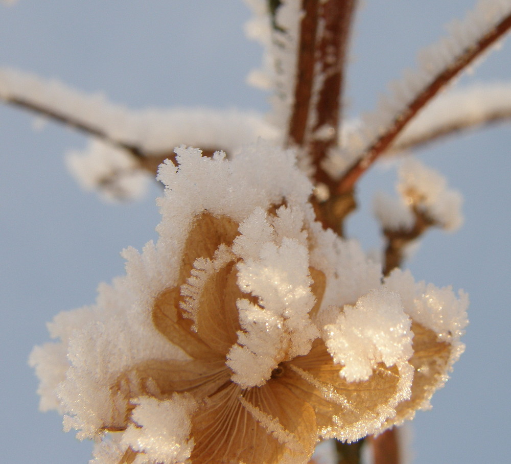 Zauberhafte Winterblumen