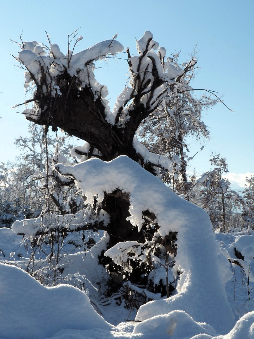 zauberhafte Winterwelt!