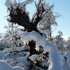 zauberhafte Winterwelt!