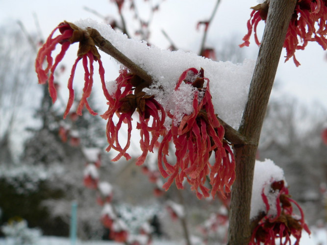 Zauberhafte Zaubernuss (Hamamelis)