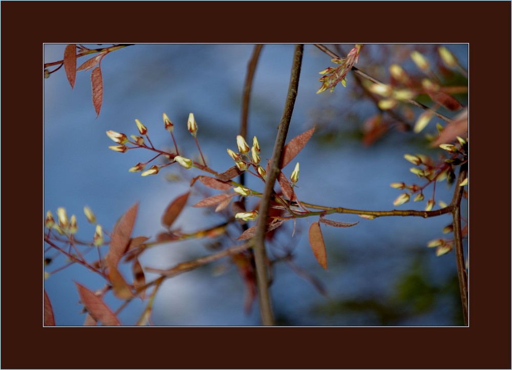 Zauberhafter Frühling