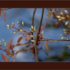 Zauberhafter Frühling