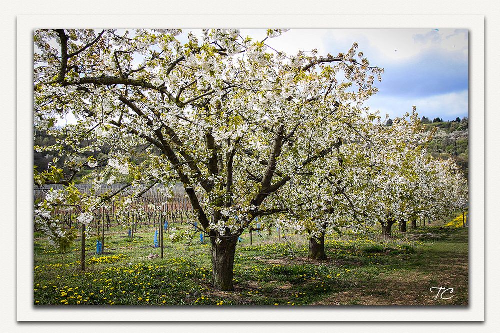 ZAUBERHAFTER FRÜHLING