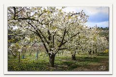 ZAUBERHAFTER FRÜHLING