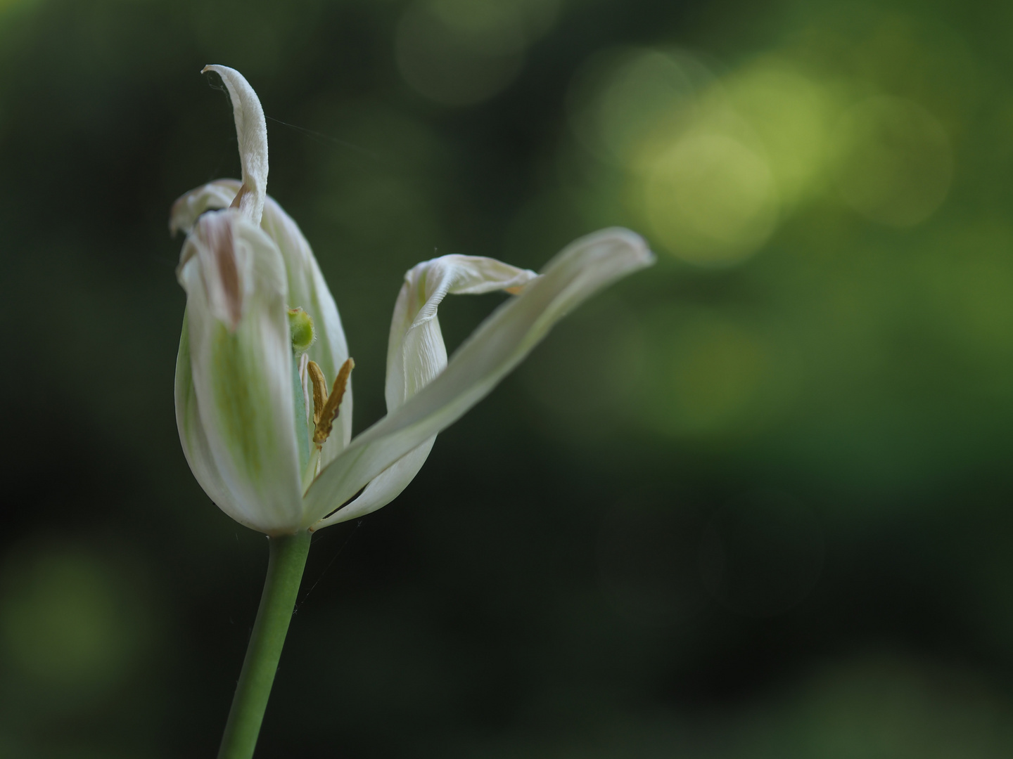 zauberhafter Frühling