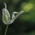 zauberhafter Frühling