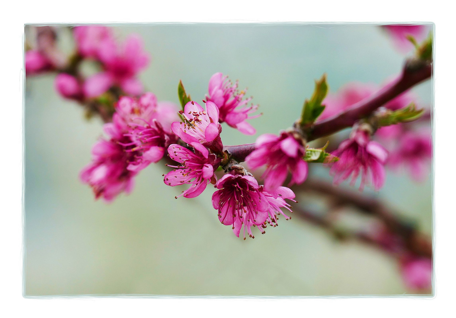 Zauberhafter Frühling