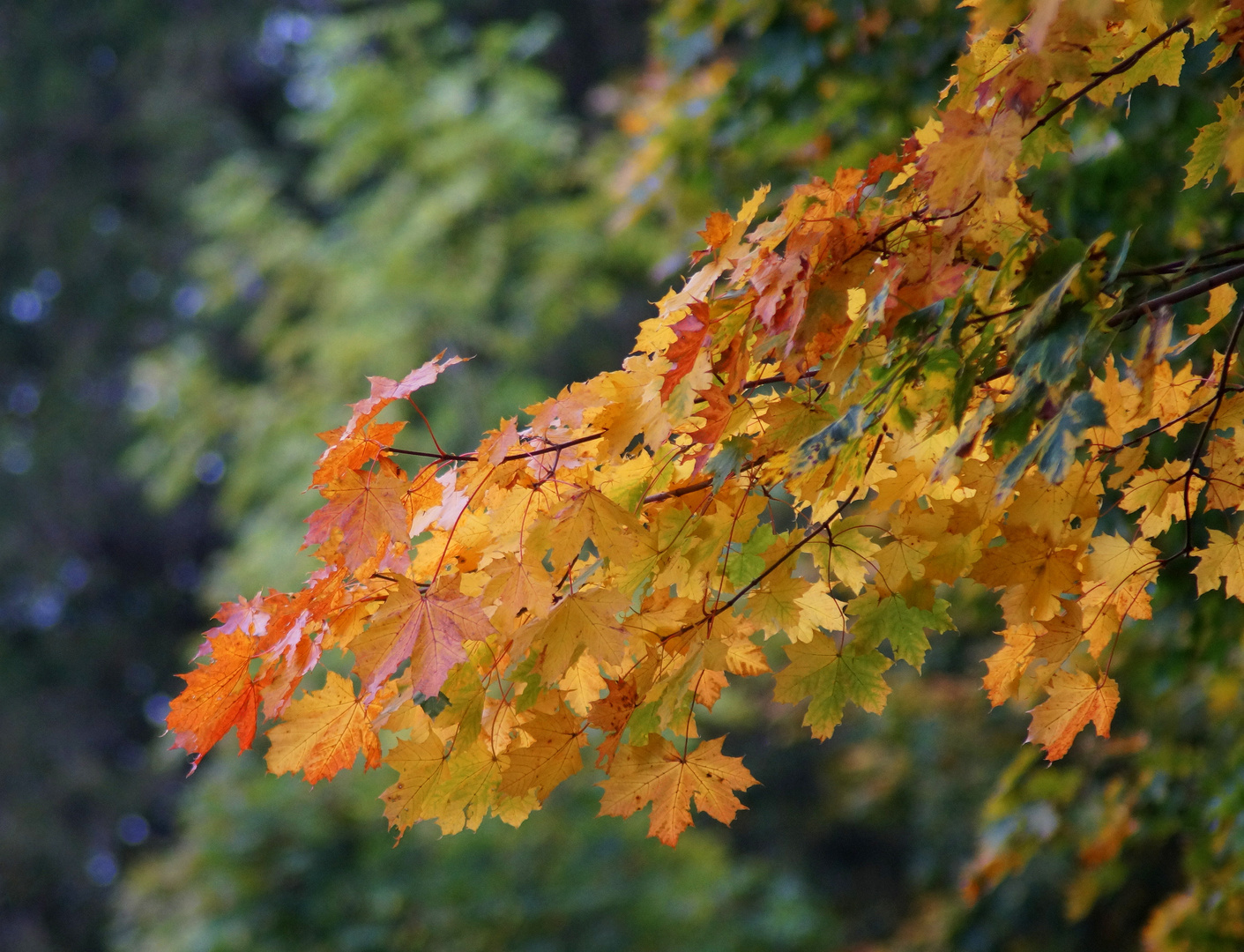 Zauberhafter Herbst