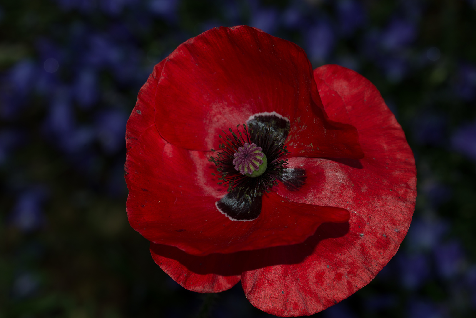 zauberhafter Mohn