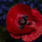 zauberhafter Mohn