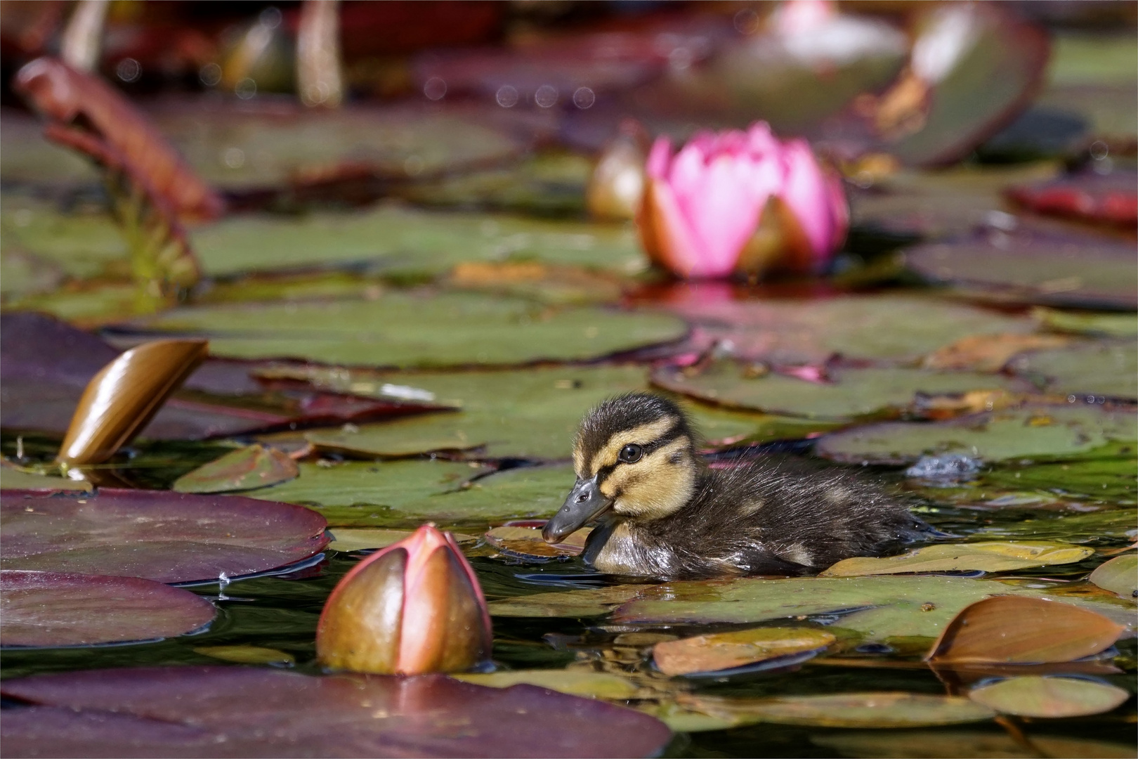 Zauberhafter Nachwuchs auf dem  Seerosenteich