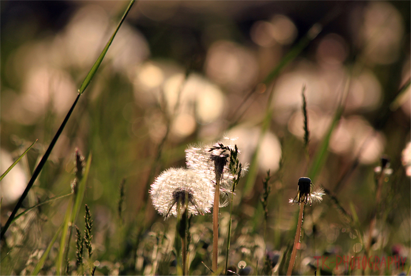 Zauberhafter Sommermorgen