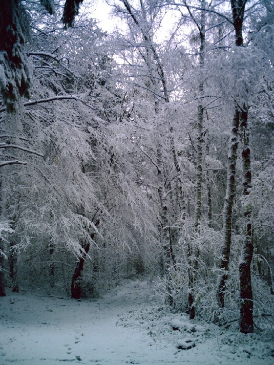 zauberhafter Winter