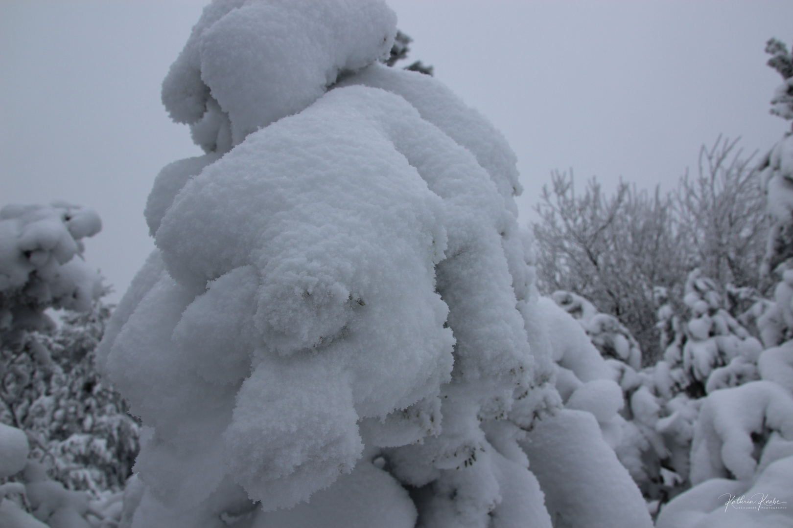 Zauberhafter Wintertraumbaum im Osterzgebirge