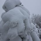 Zauberhafter Wintertraumbaum im Osterzgebirge