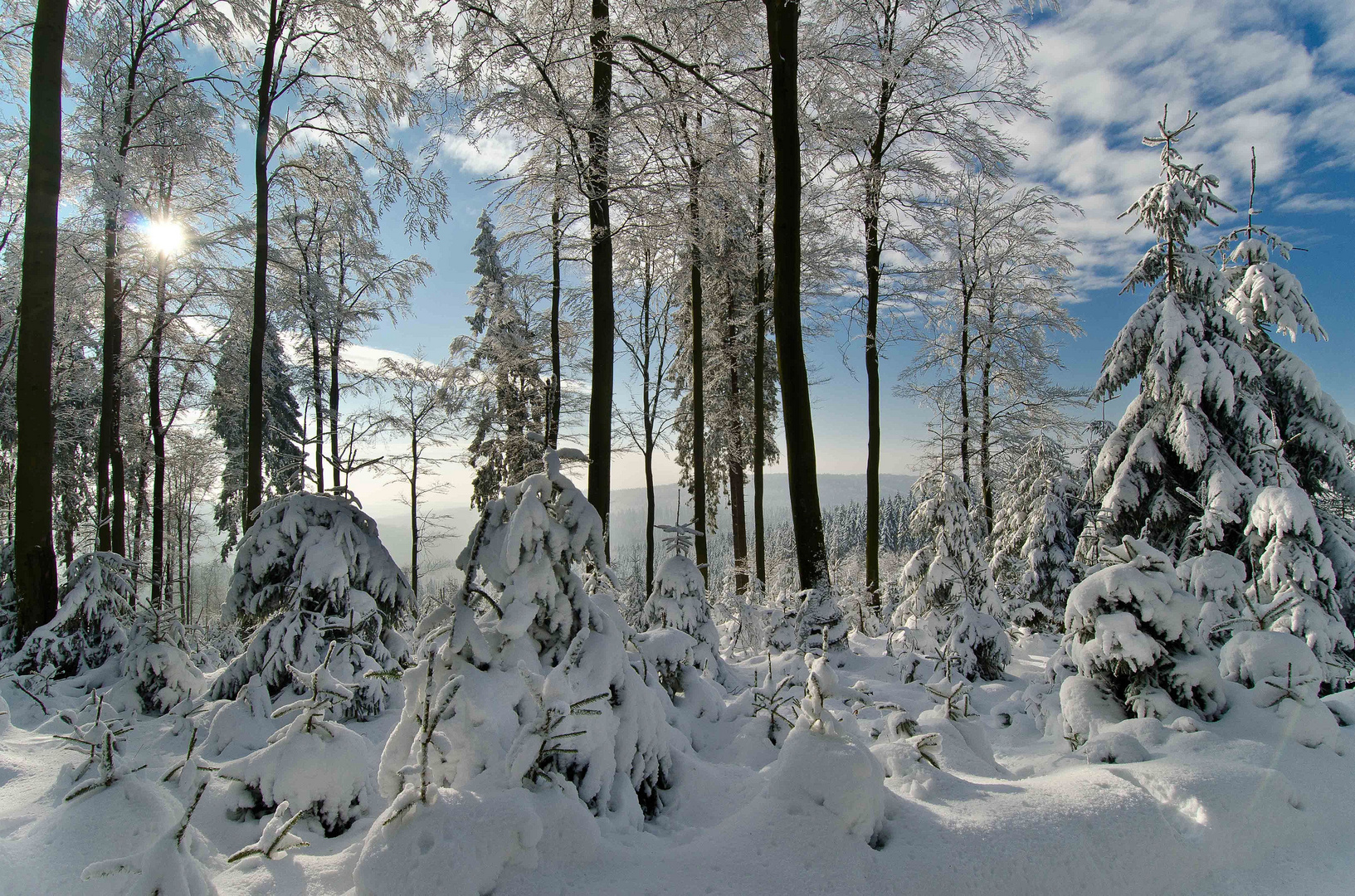 Zauberhafter Winterwald