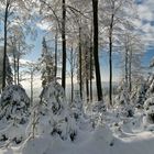 Zauberhafter Winterwald