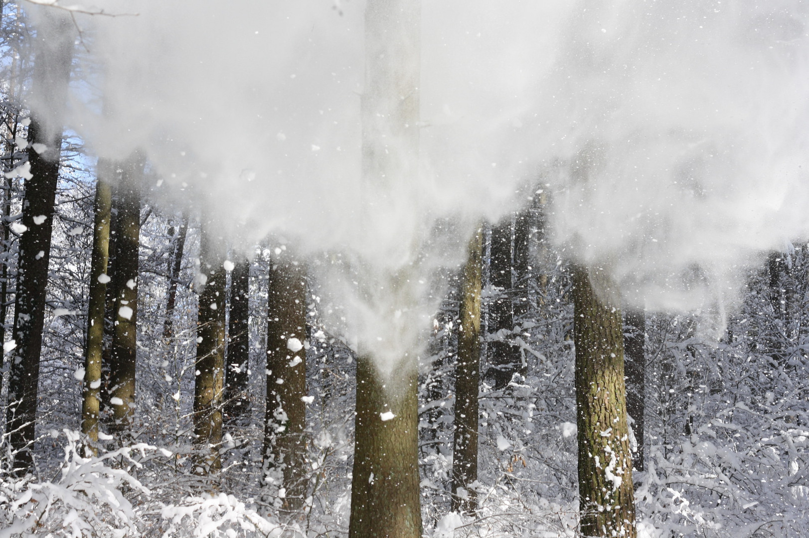 Zauberhafter Winterwald