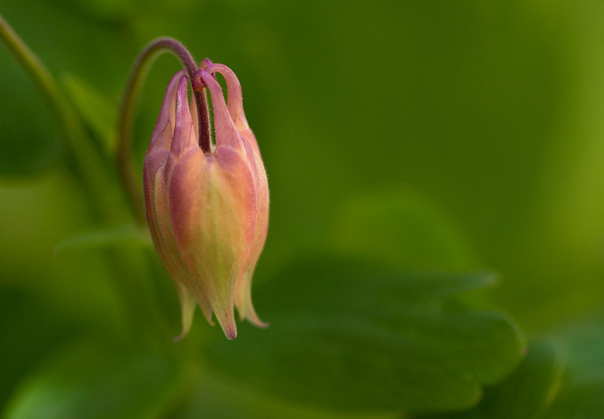 zauberhaftes aus dem garten..