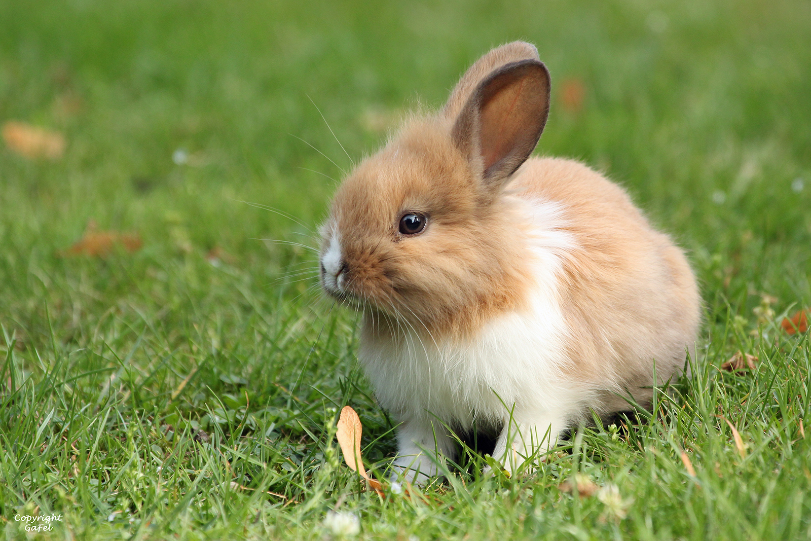 Zauberhaftes Babykaninchen