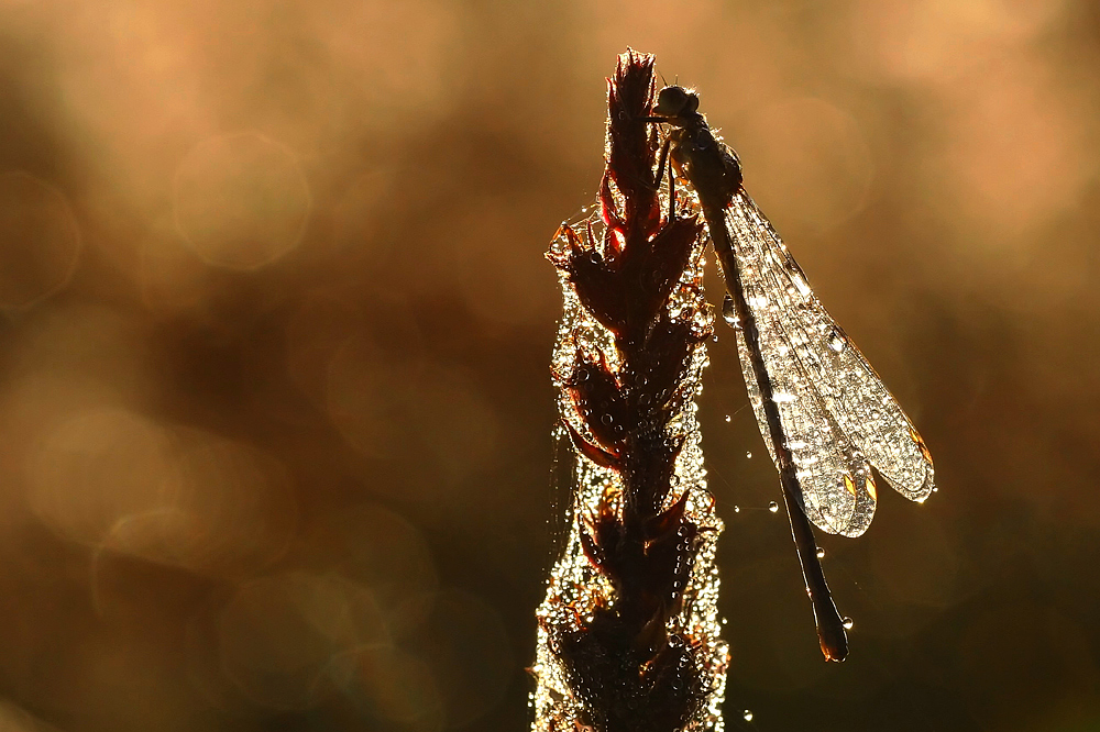 Zauberhaftes Glitzern :O)