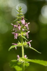 Zauberhaftes Licht