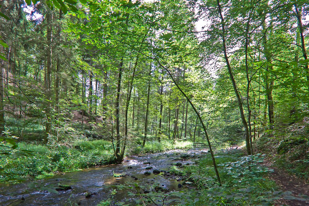 zauberhaftes Waldlicht