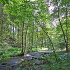 zauberhaftes Waldlicht