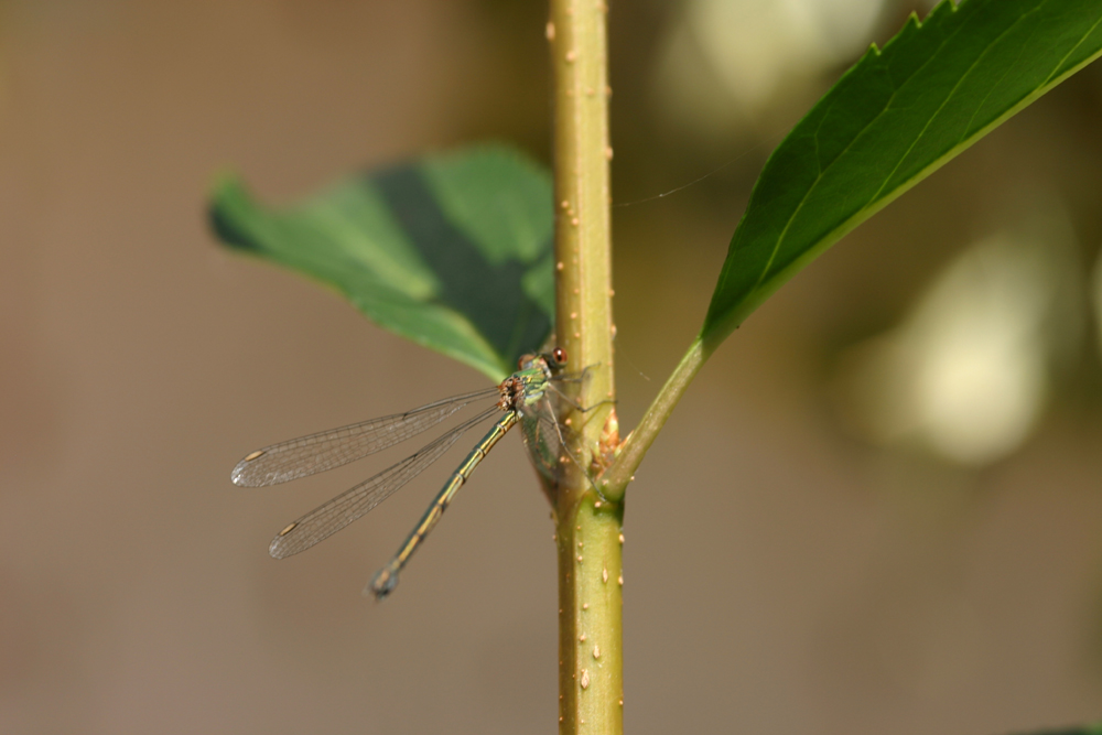 Zauberhaftes Wesen