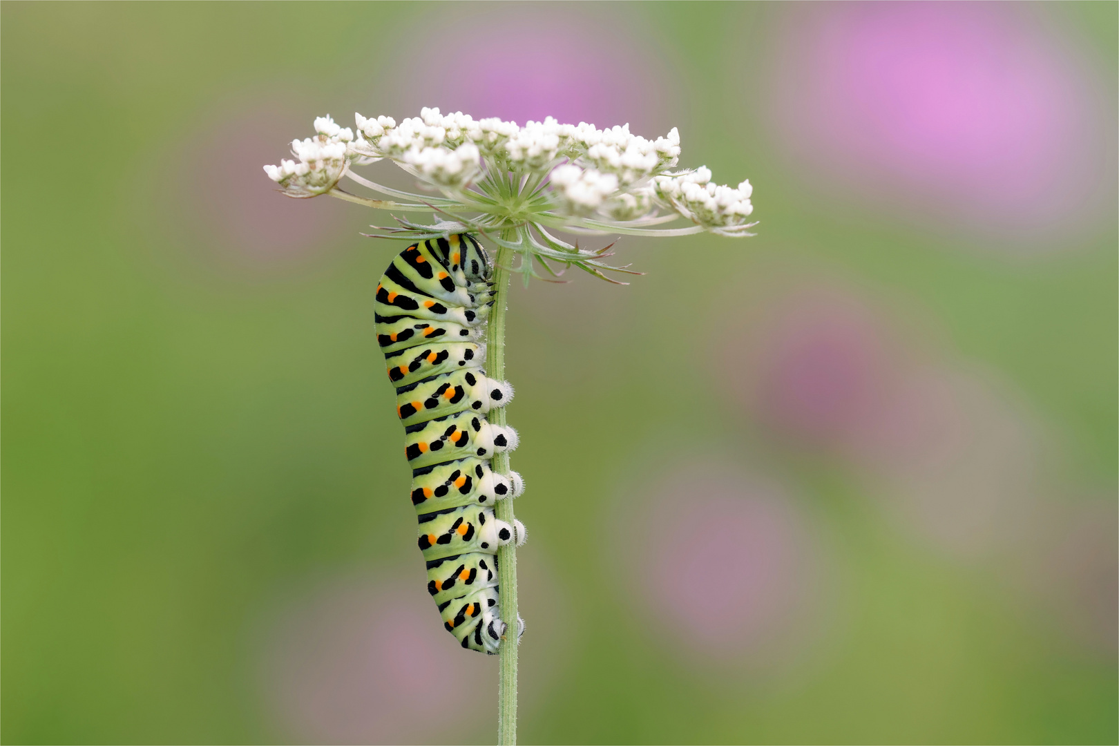 Zauberhaftes Wesen -  Raupe vom Schwalbenschwanz - Papilio machaon