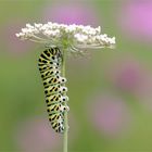 Zauberhaftes Wesen -  Raupe vom Schwalbenschwanz - Papilio machaon