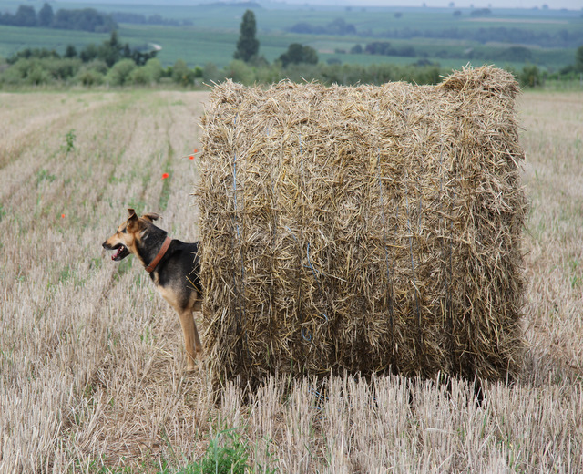 Zauberhund