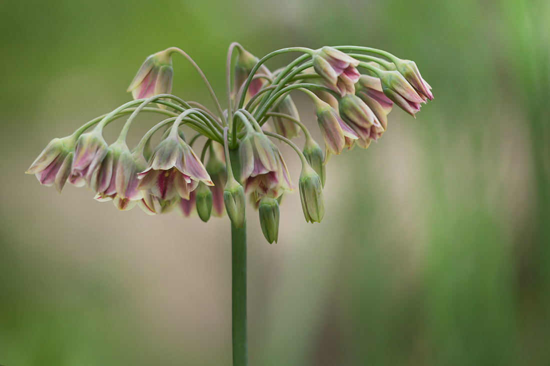 Zauberkrone