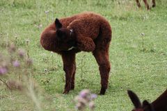 Zauberland Alpaca (10)