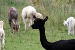 Zauberland Alpaca (11)