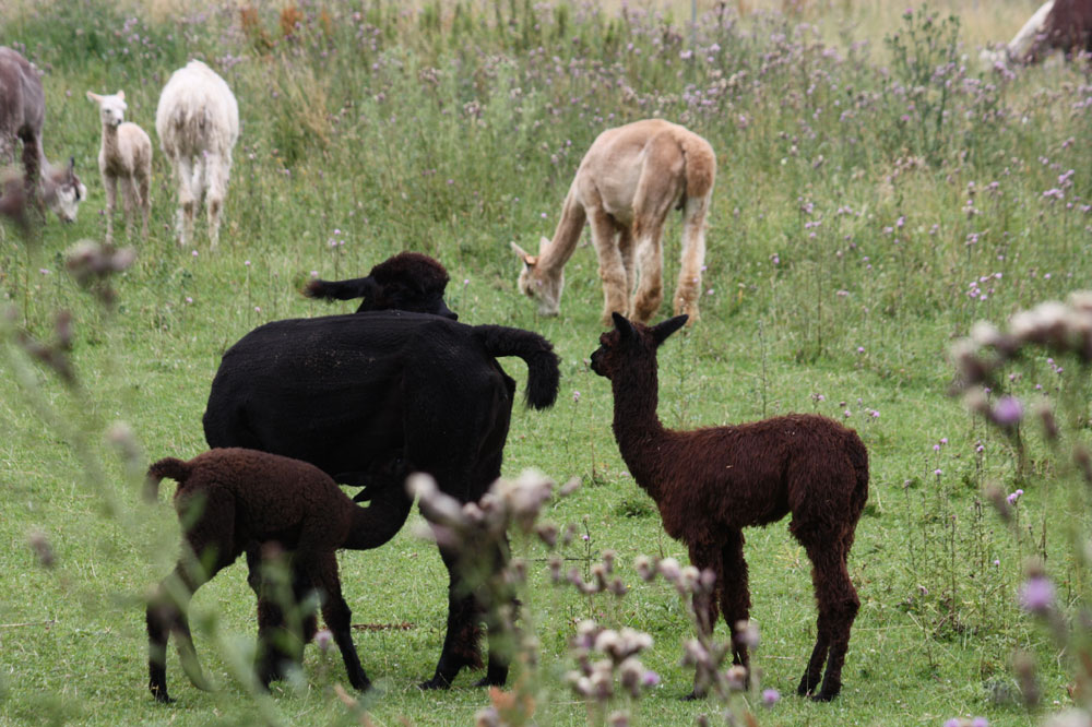 Zauberland Alpaca (12)