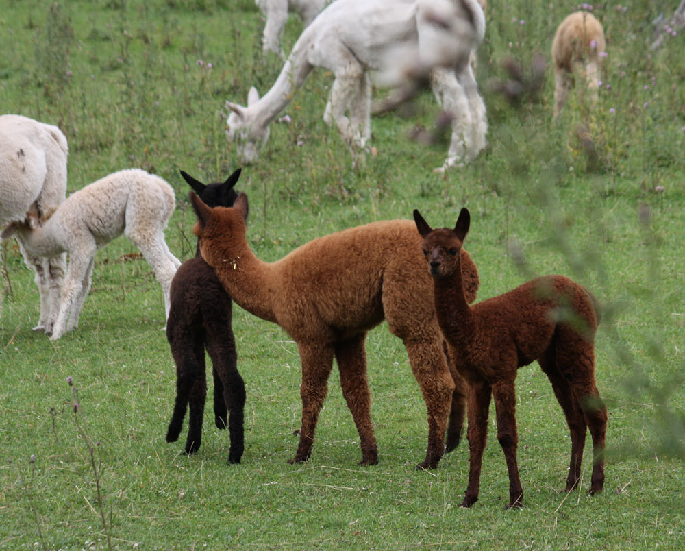 Zauberland Alpaca (3)