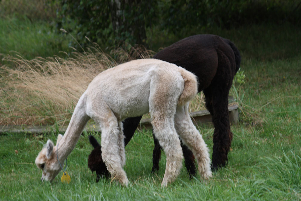 Zauberland Alpaca (4)