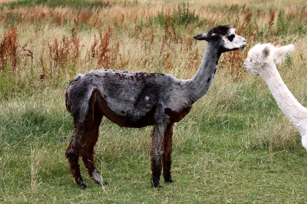 Zauberland Alpaca (6)