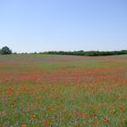 Zauberlandschaft im Osten von Mecklenburg