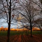 Zauberlehrling im Herbst