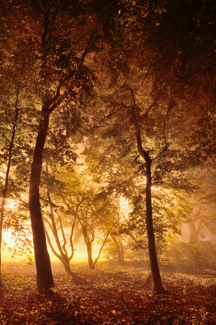 Zauberlicht im Märchenwald Foto & Bild landschaft, garten