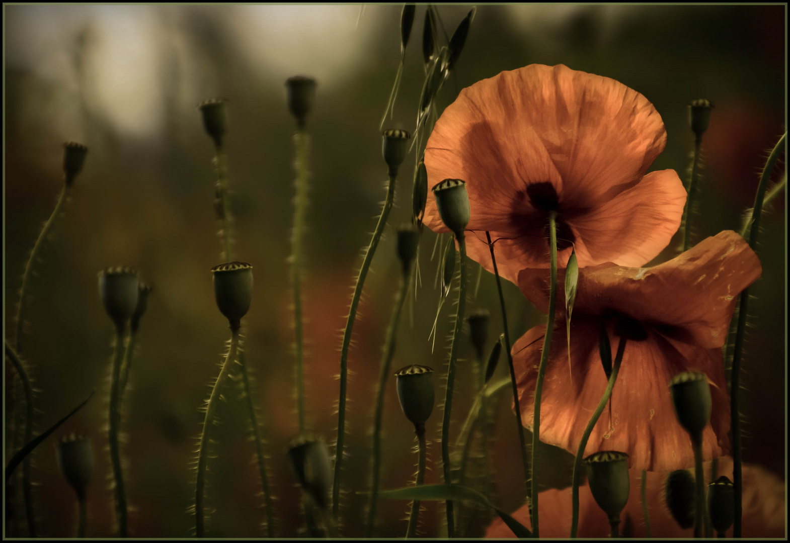 Zaubermohn