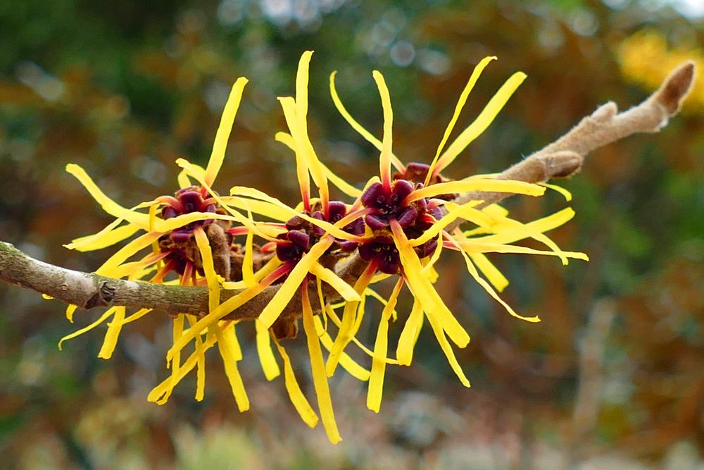 Zaubernuss Foto & Bild spezial, natur, pflanzen Bilder auf