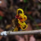 Zaubernuss bei mir im Garten