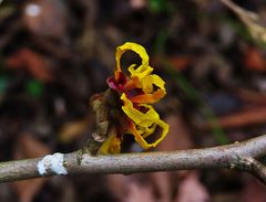 Zaubernuss bei mir im Garten