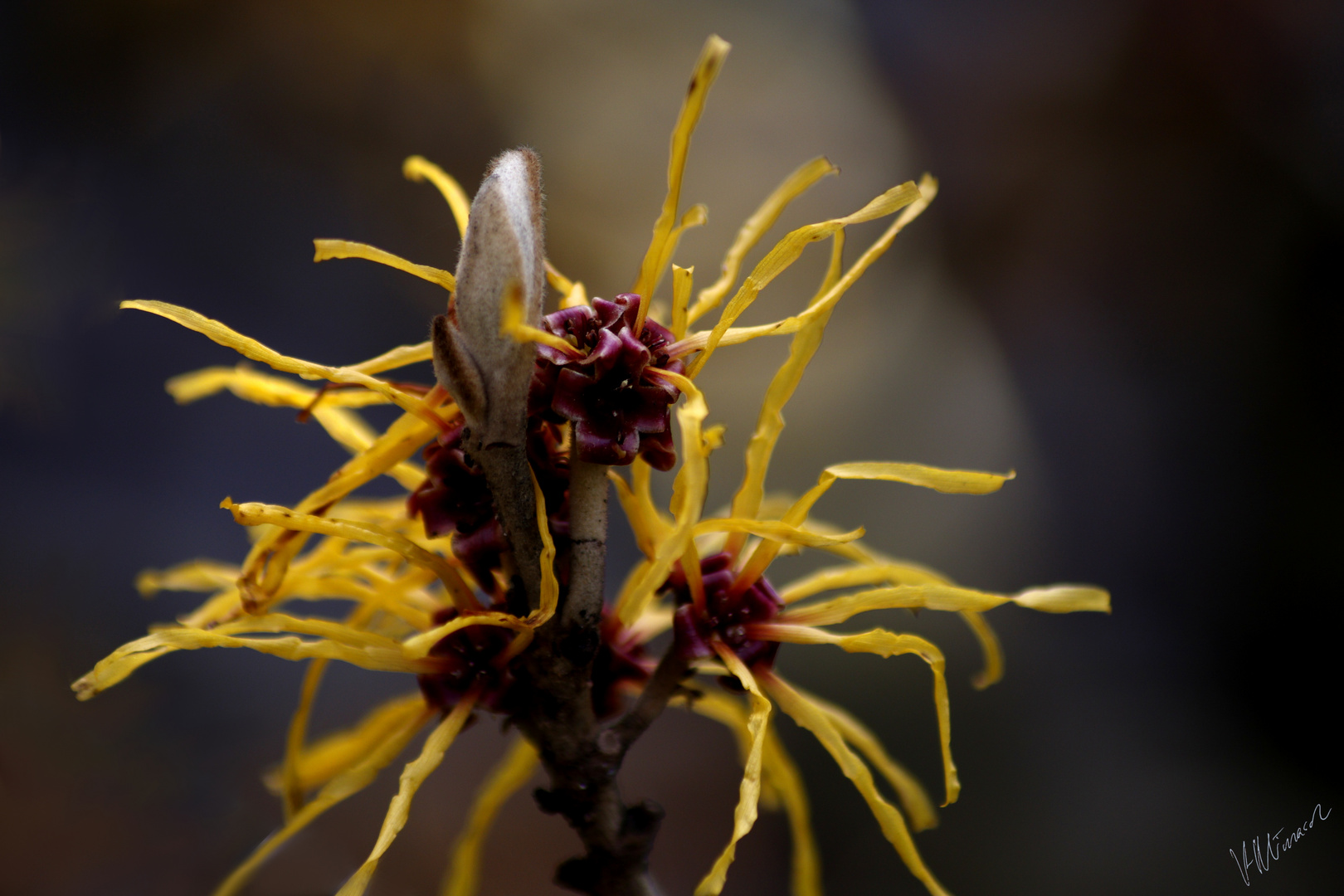 Zaubernuss Blüte