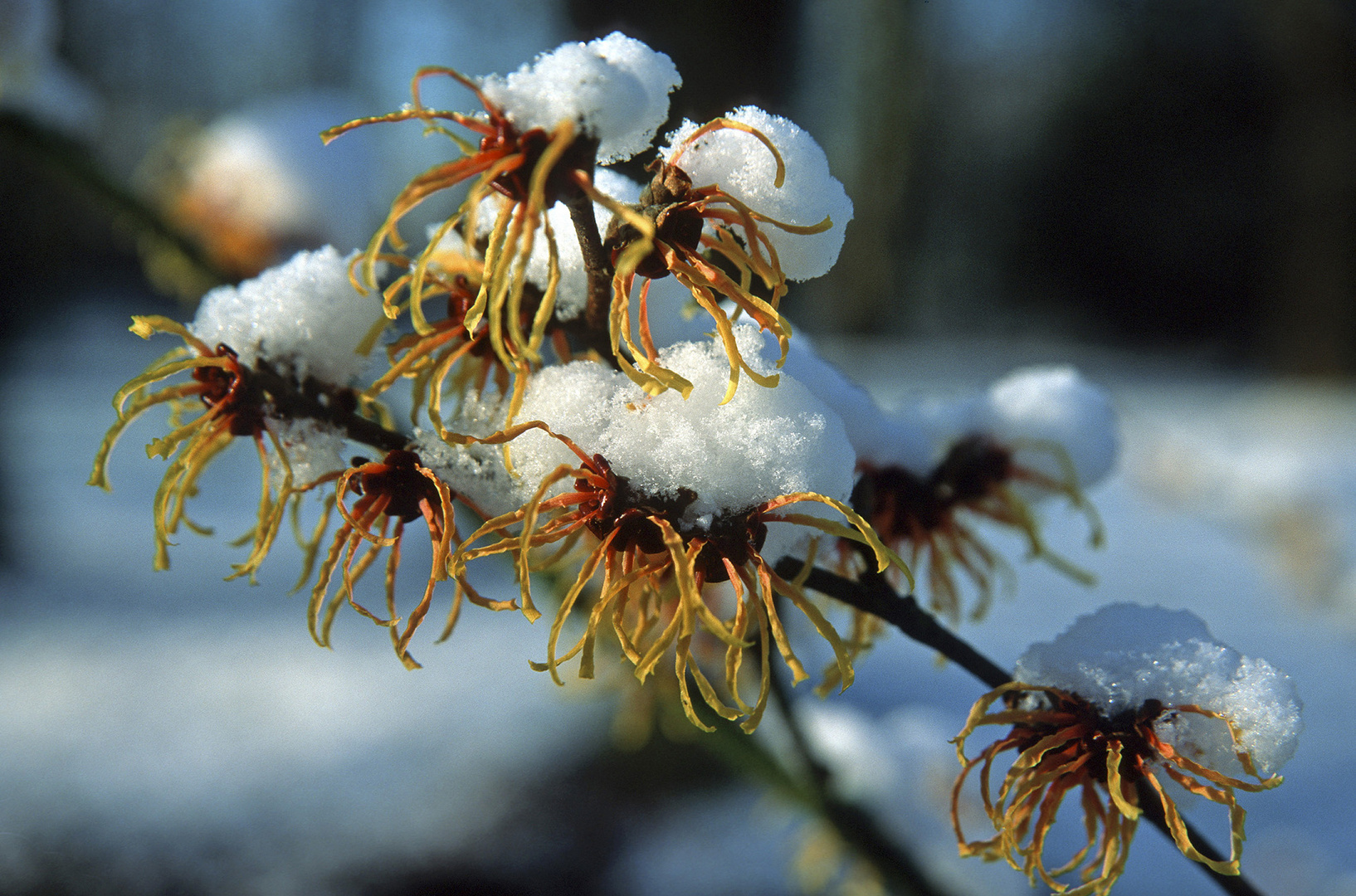 Zaubernuss-Blüten schneebedeckt