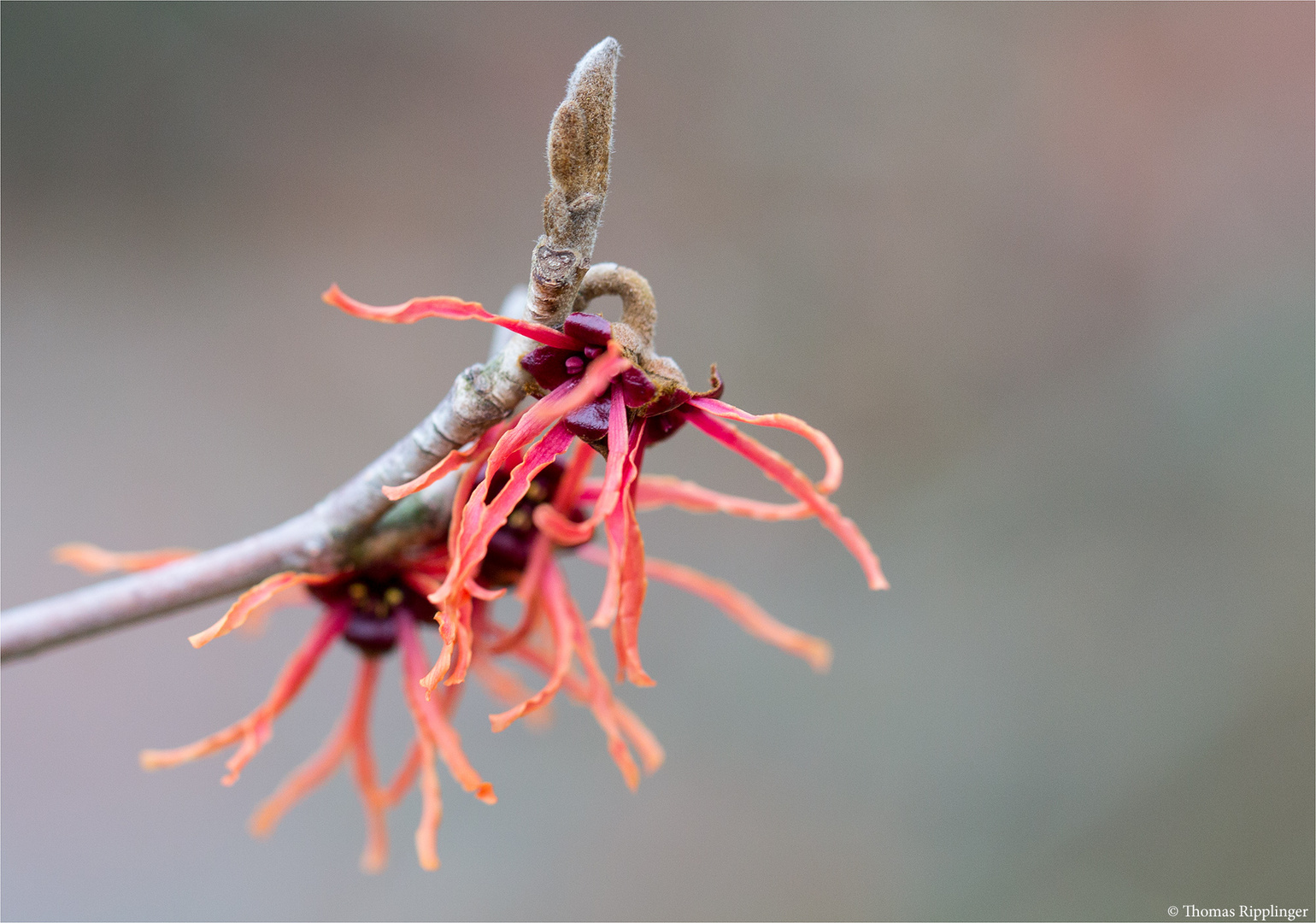 Zaubernuss 'Feuerzauber' (Hamamelis intermedia) -.