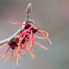 Zaubernuss 'Feuerzauber' (Hamamelis intermedia) -.